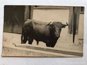 Fotografia antiga: TORO DE LIDIA. Ganadería Pablo Romero. Sevilla. Fotografía antigua (h.1940?)